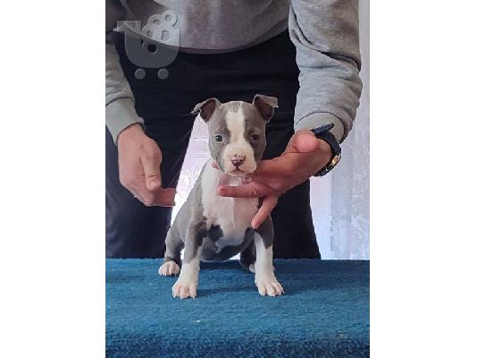 Κουτάβια American Staffordshire Terrier